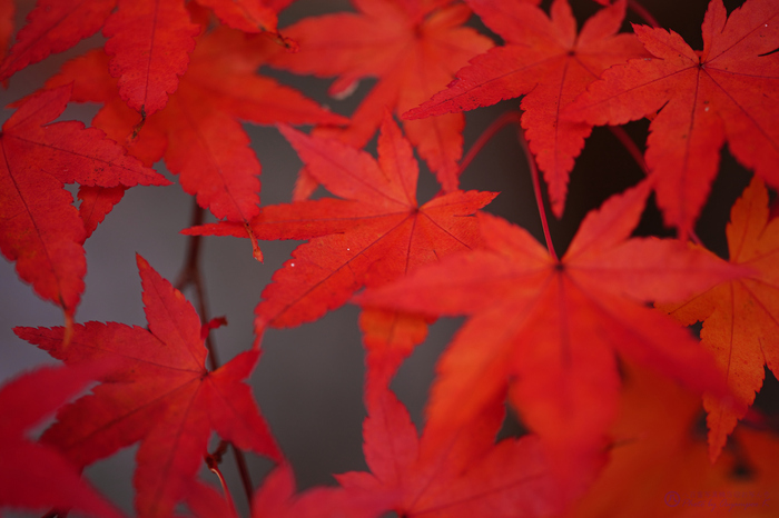 シグマ SIGMA 105mm F2.8 DG DN MACRO | Art @ review vol.1 シグマ SIGMA 105mm F2.8 DG DN MACRO | Art @ review vol.1